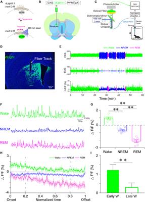 Dorsal Striatum Dopamine Levels Fluctuate Across the Sleep–Wake Cycle and Respond to Salient Stimuli in Mice